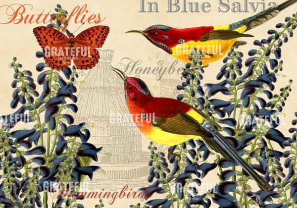 In Blue Salvia - Horizontal