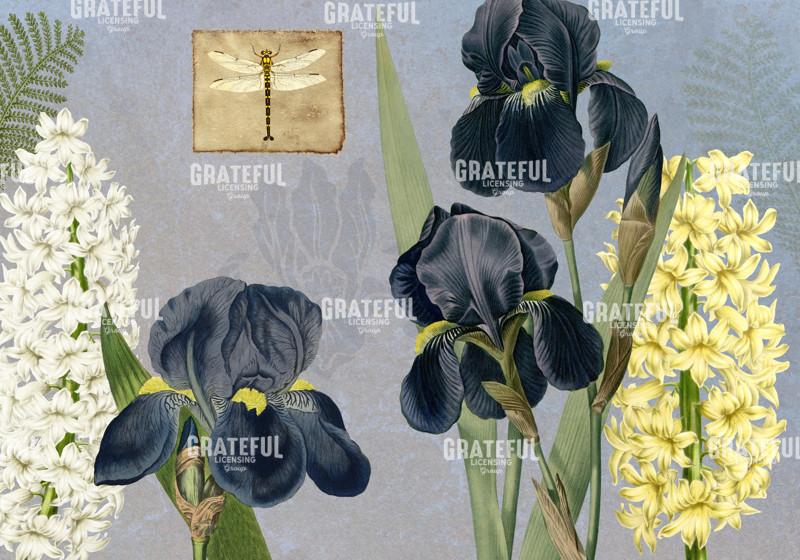 Iris Reverie - Horizontal