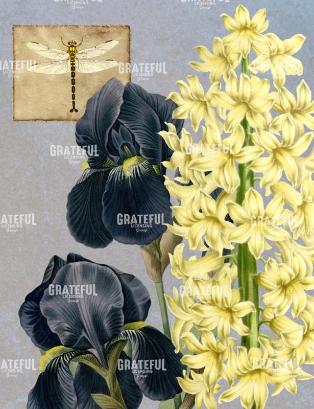 Iris Reverie - Vertical