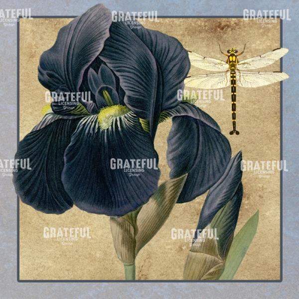 Iris Reverie - Square 2