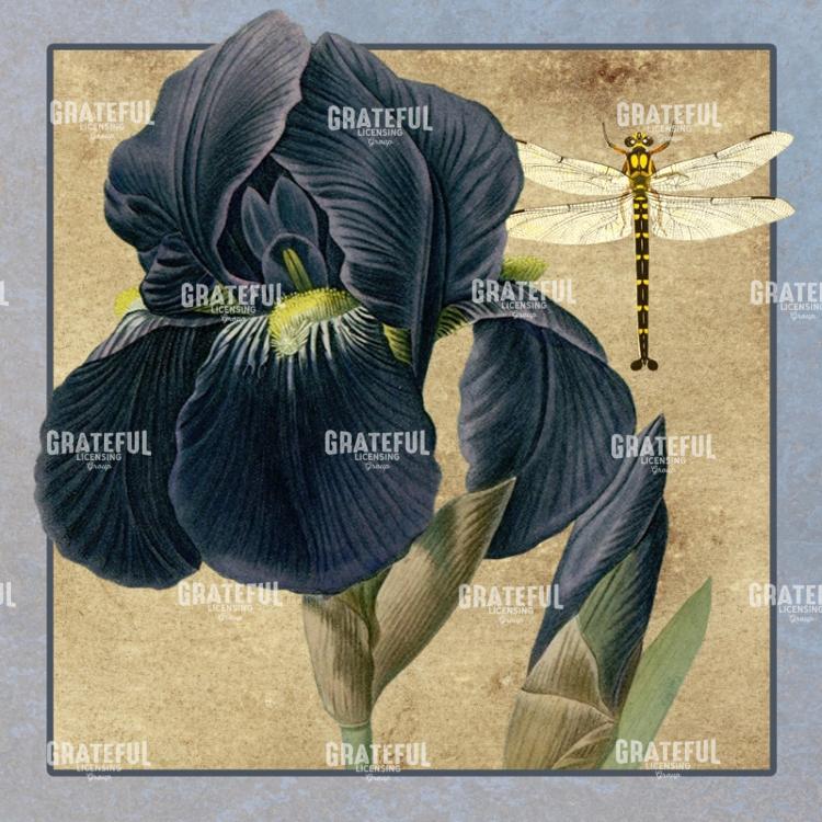 Iris Reverie - Square 2