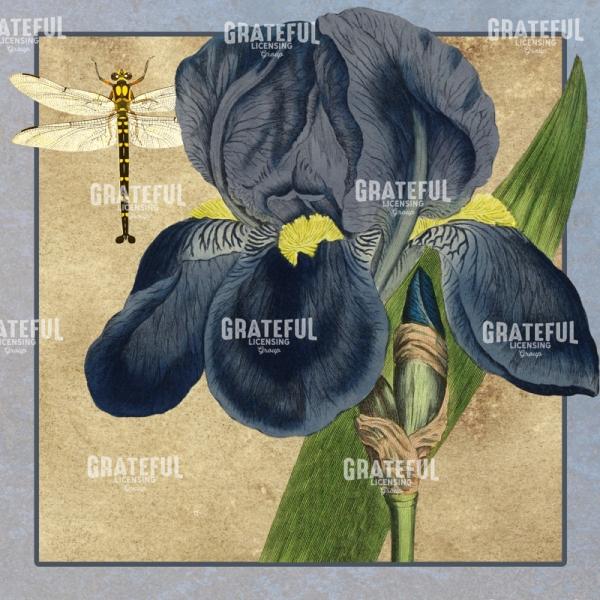 Iris Reverie - Square