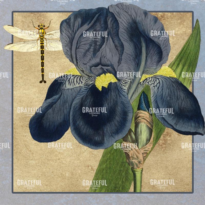 Iris Reverie - Square