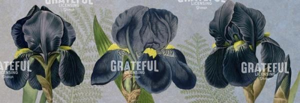 Iris Reverie - Horizontal Panel