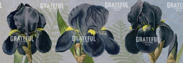Iris Reverie - Horizontal Panel