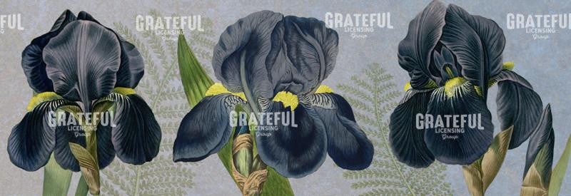 Iris Reverie - Horizontal Panel