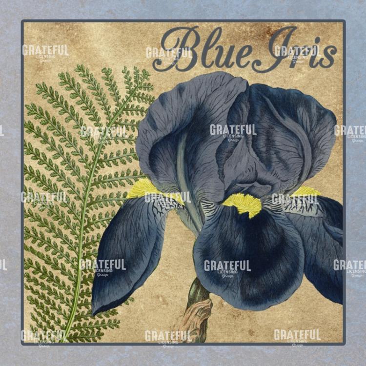 Iris Reverie - Square 2