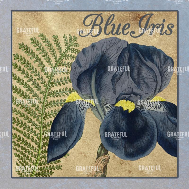 Iris Reverie - Square 2