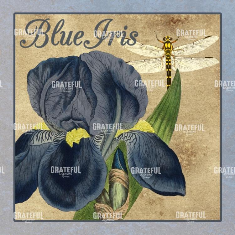 Iris Reverie - Square 3