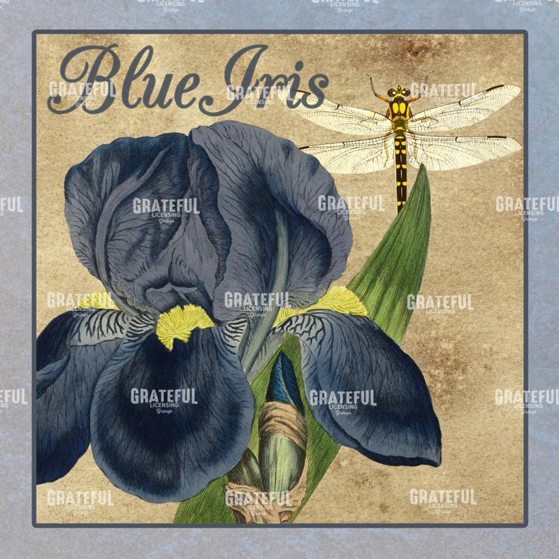 Iris Reverie - Square 3