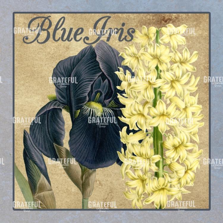 Iris Reverie - Square 1