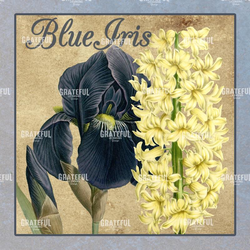 Iris Reverie - Square 1