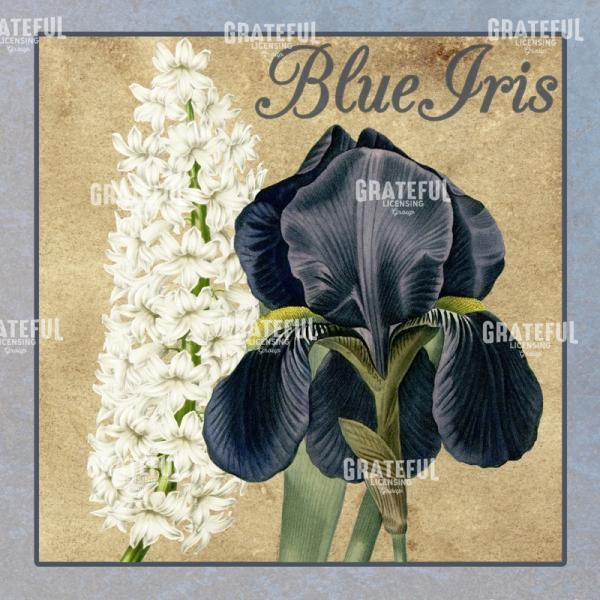 Iris Reverie - Square 4