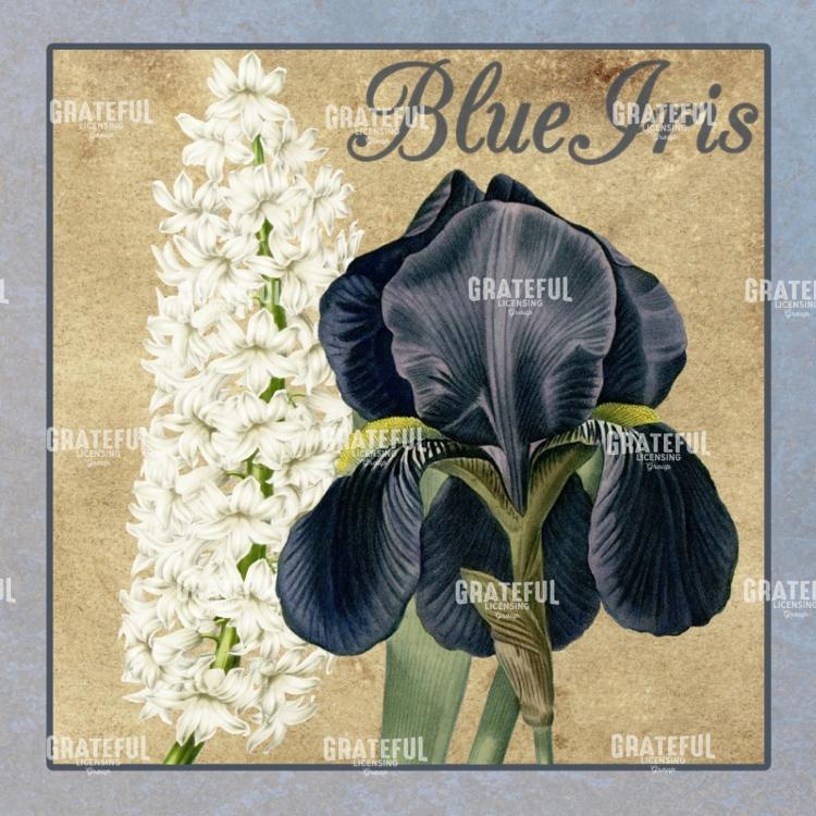 Iris Reverie - Square 4