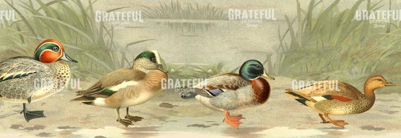 Just Ducky - Horizontal Panel