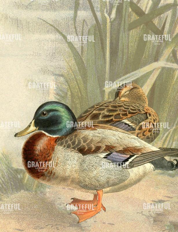 Just Ducky - Vertical 2