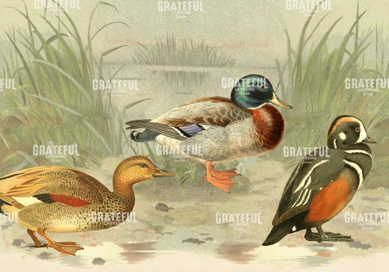 Just Ducky - Horizontal