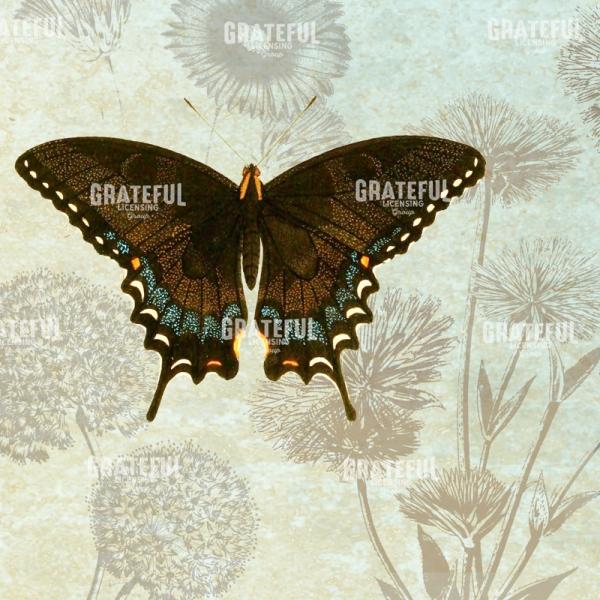 Le Papillon - Pattern 2