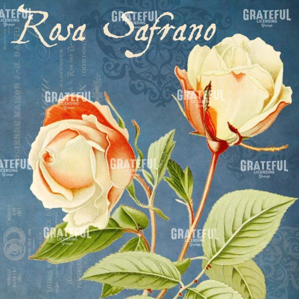 Parfum de la Rose - Square 4