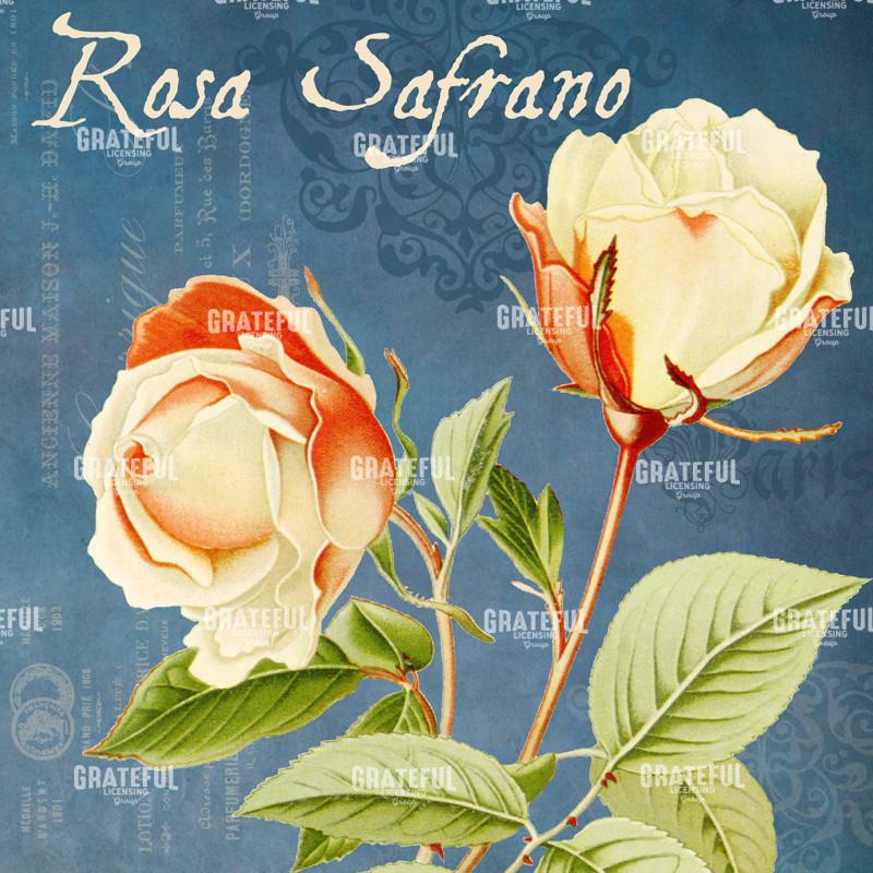 Parfum de la Rose - Square 4