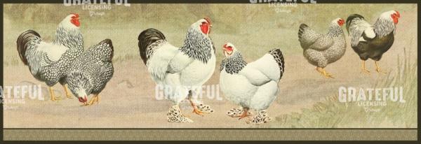 Provence Poulet - Horizontal Panel