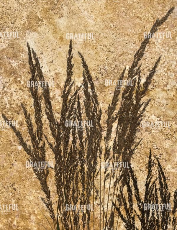 Harvest - Vertical