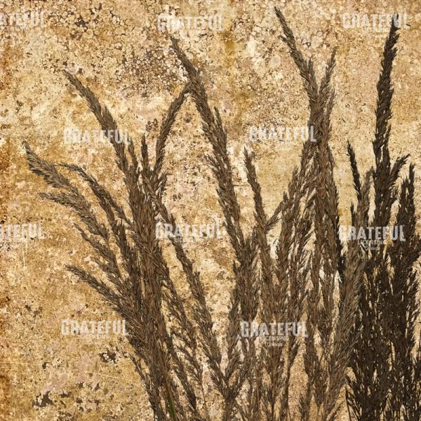 Harvest - Square