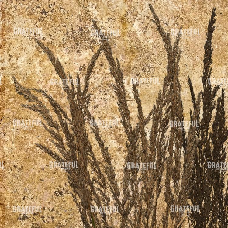 Harvest - Square