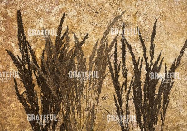 Harvest - Horizontal