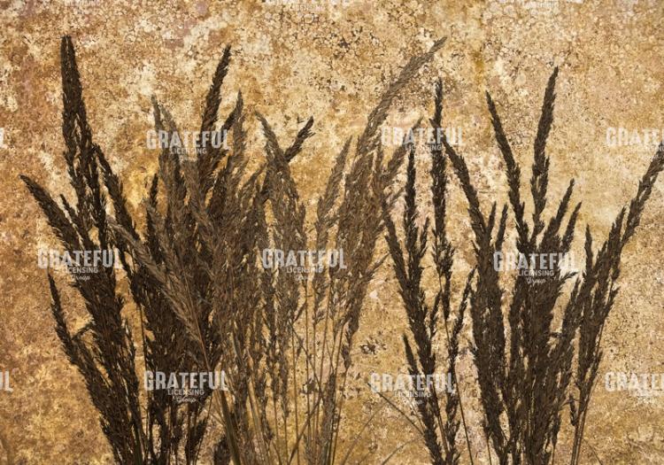 Harvest - Horizontal