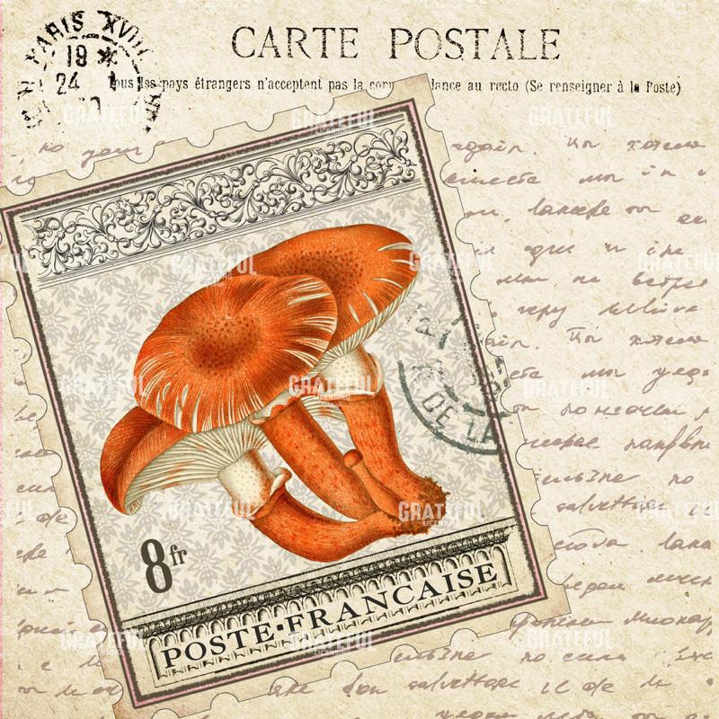 Timbres Champignons 2 D Square