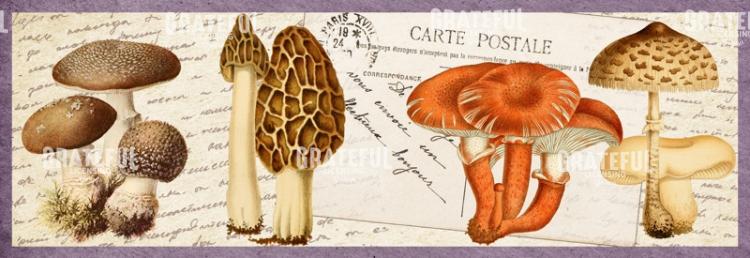 Timbres Champignons 2 B Horizontal Panel