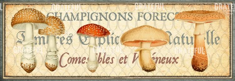 Timbres Champignons 1 B Horizontal Panel