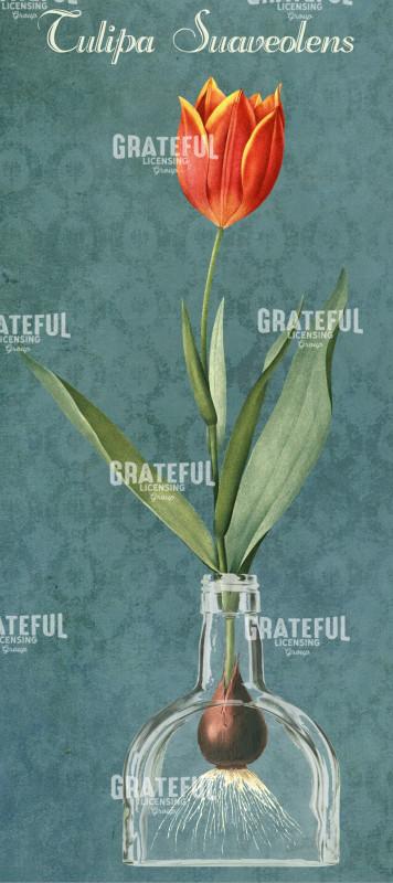 Tulip