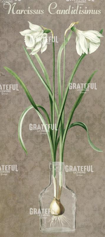 Narcissus