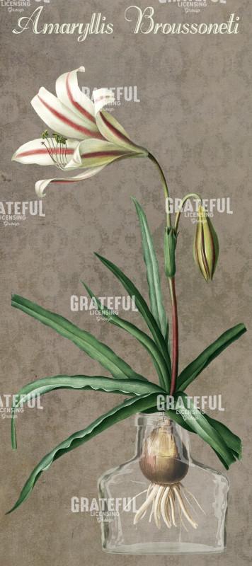 Amaryllis