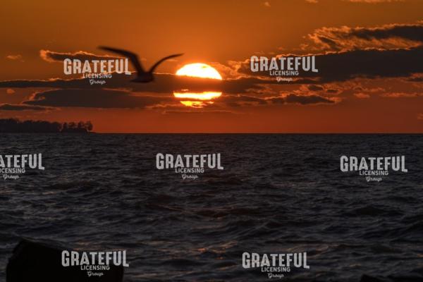 Lake Erie Seagull Sunset