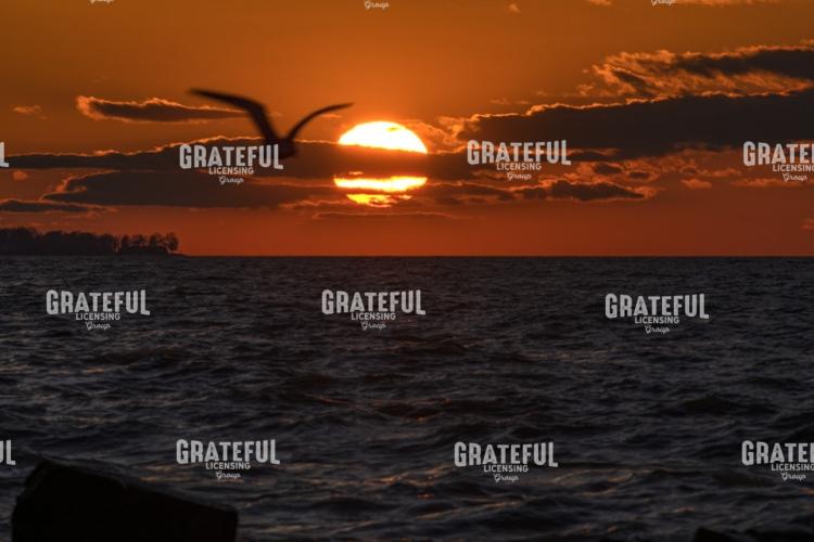 Lake Erie Seagull Sunset