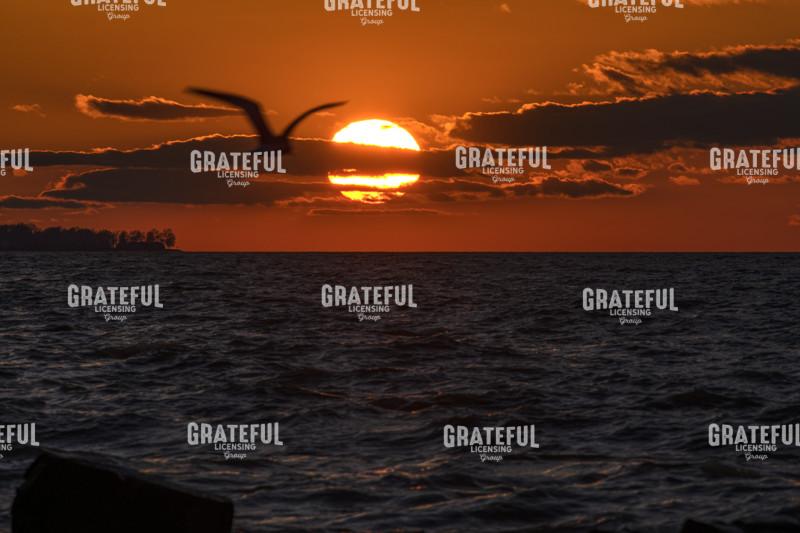 Lake Erie Seagull Sunset