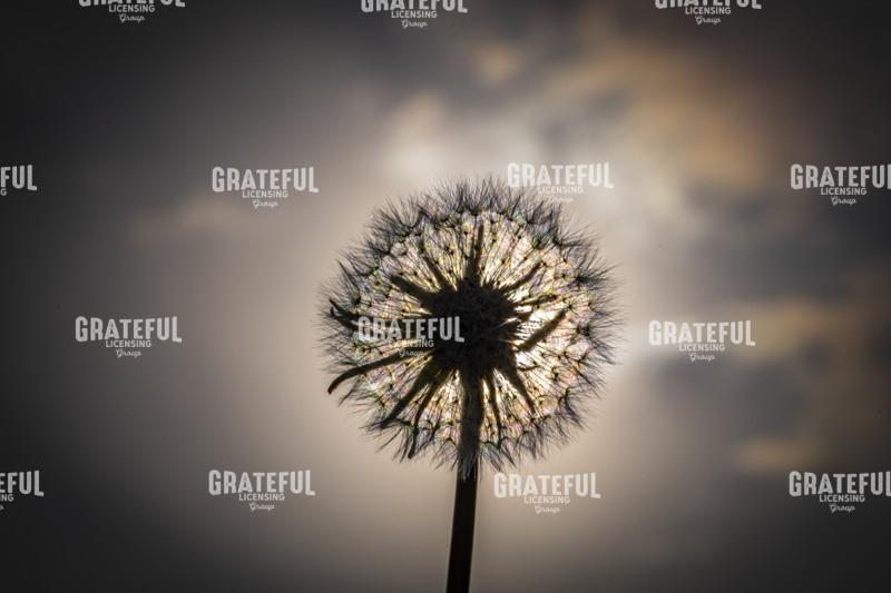 Iridescent Dandelion