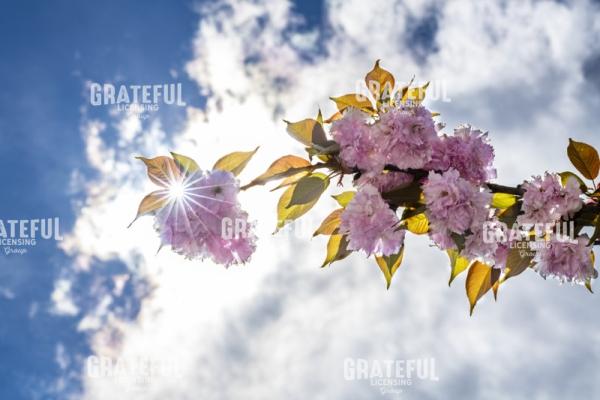 Cherry Blossoms in the Sky