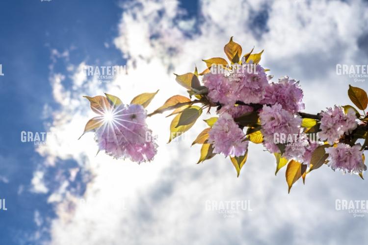 Cherry Blossoms in the Sky