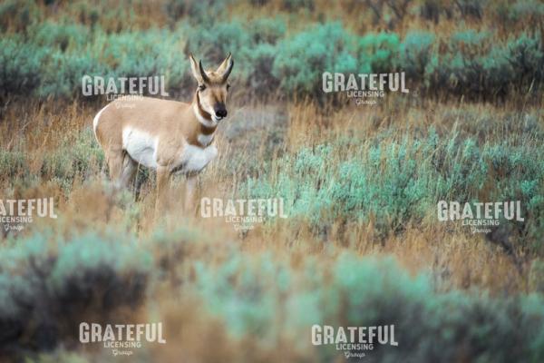 Pronghorn