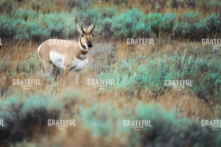 Pronghorn