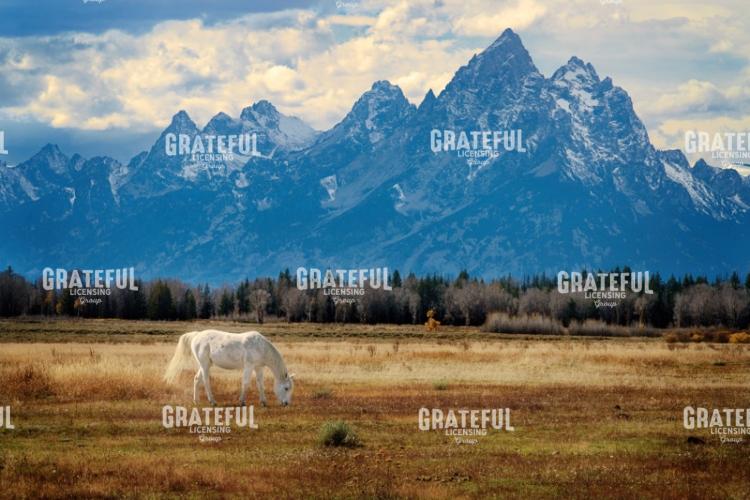 Teton Tranquility