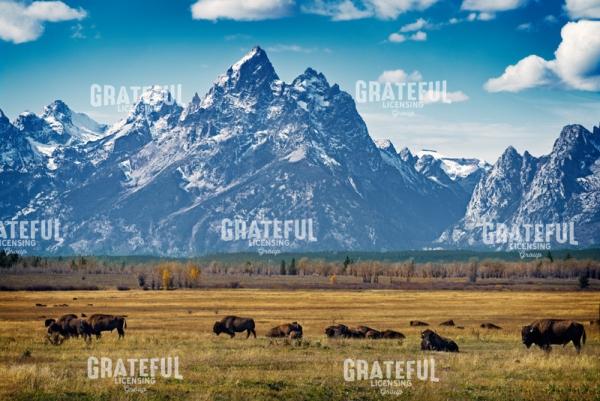 In the Shadow of the Tetons
