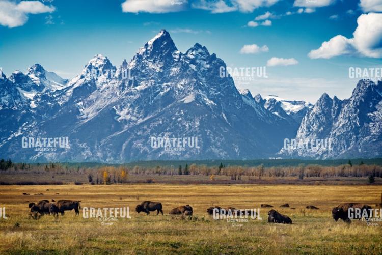 In the Shadow of the Tetons