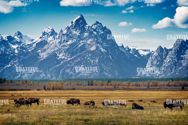 In the Shadow of the Tetons