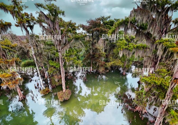 Giants of the Swamp