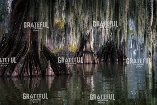 Whispers of the Bayou